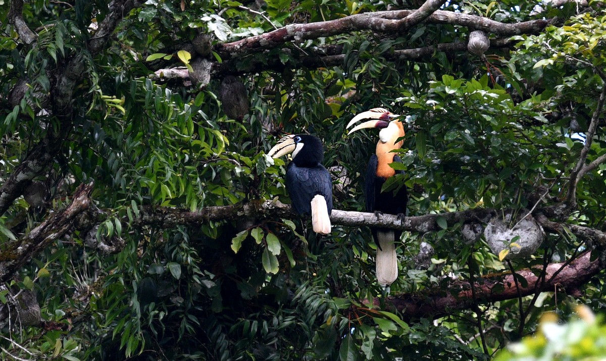 Blyth's Hornbill - ML640493960