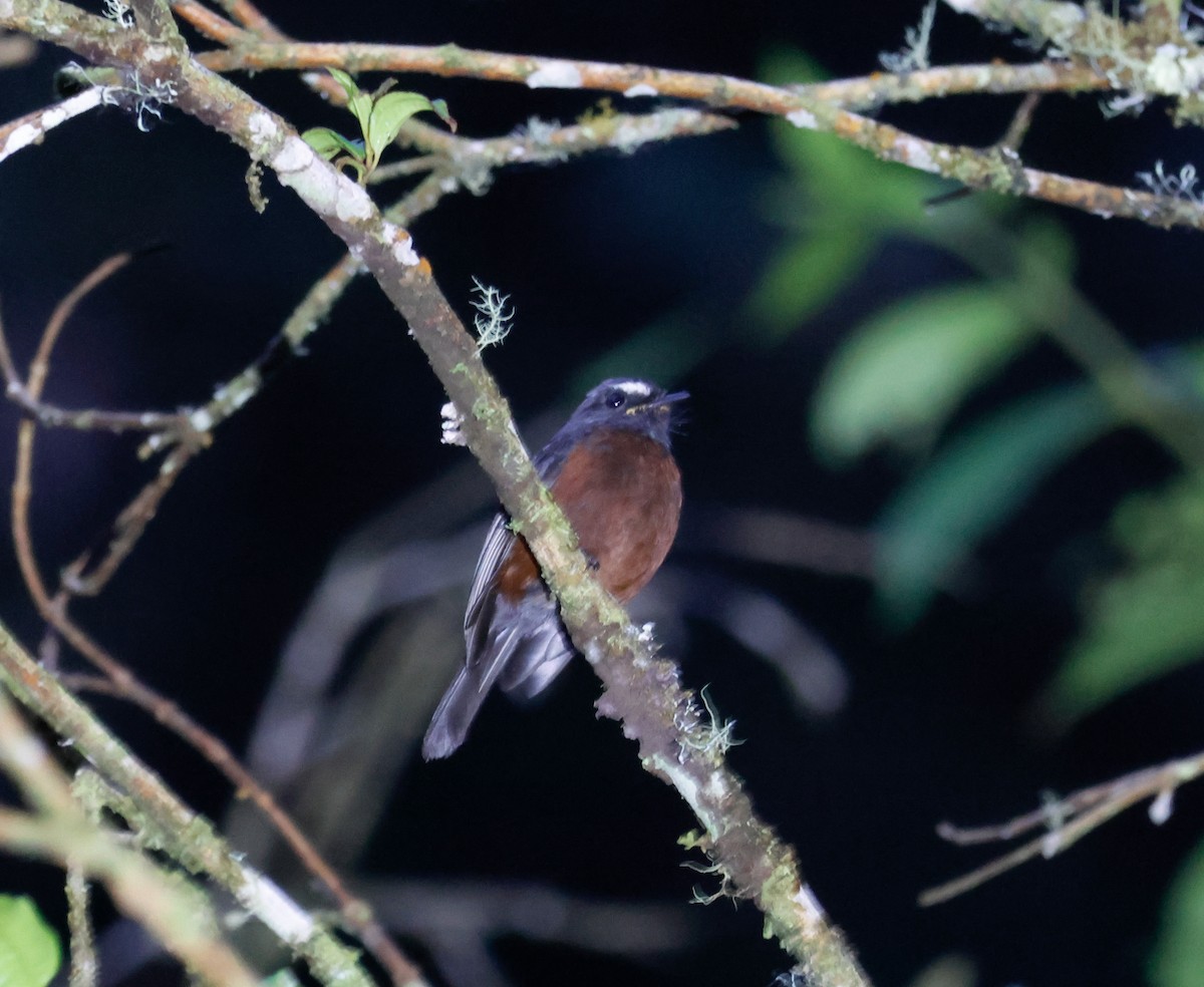 Chestnut-bellied Chat-Tyrant - ML640494019