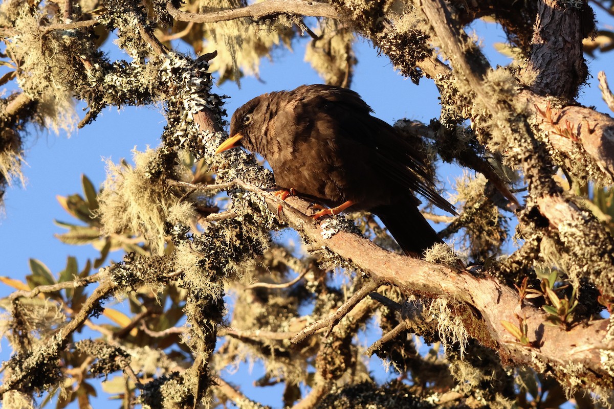 Sooty Thrush - ML640494027