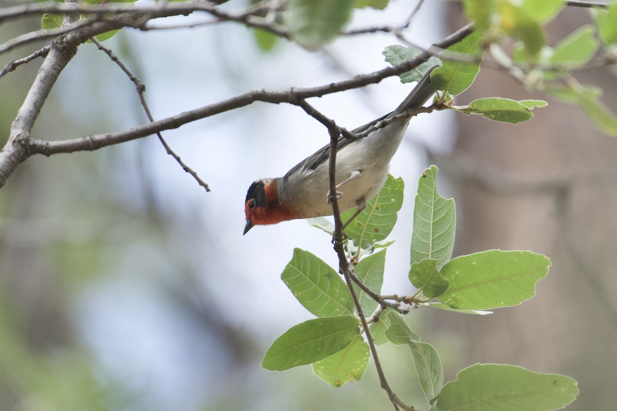 Red-faced Warbler - ML640494253