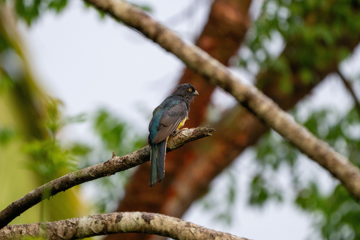 Citreoline Trogon - ML640494355