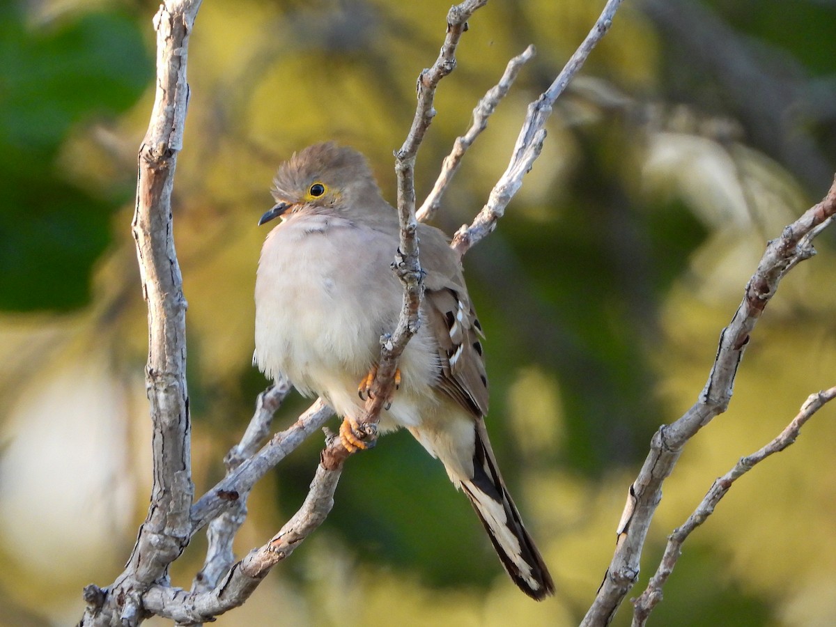 Long-tailed Ground Dove - ML640494362