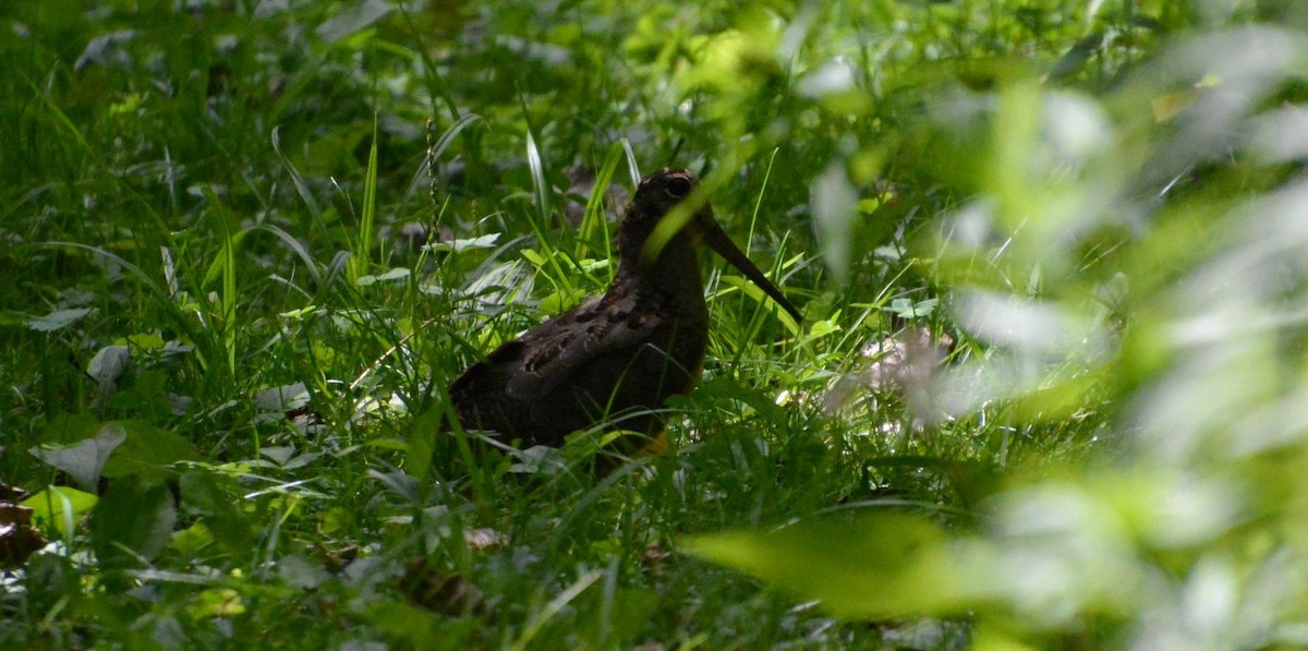 American Woodcock - ML640494371