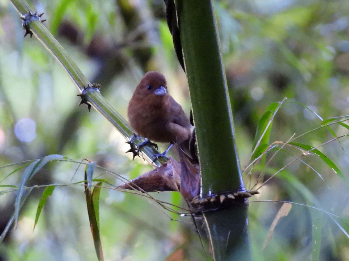 Blue Seedeater - ML640494431