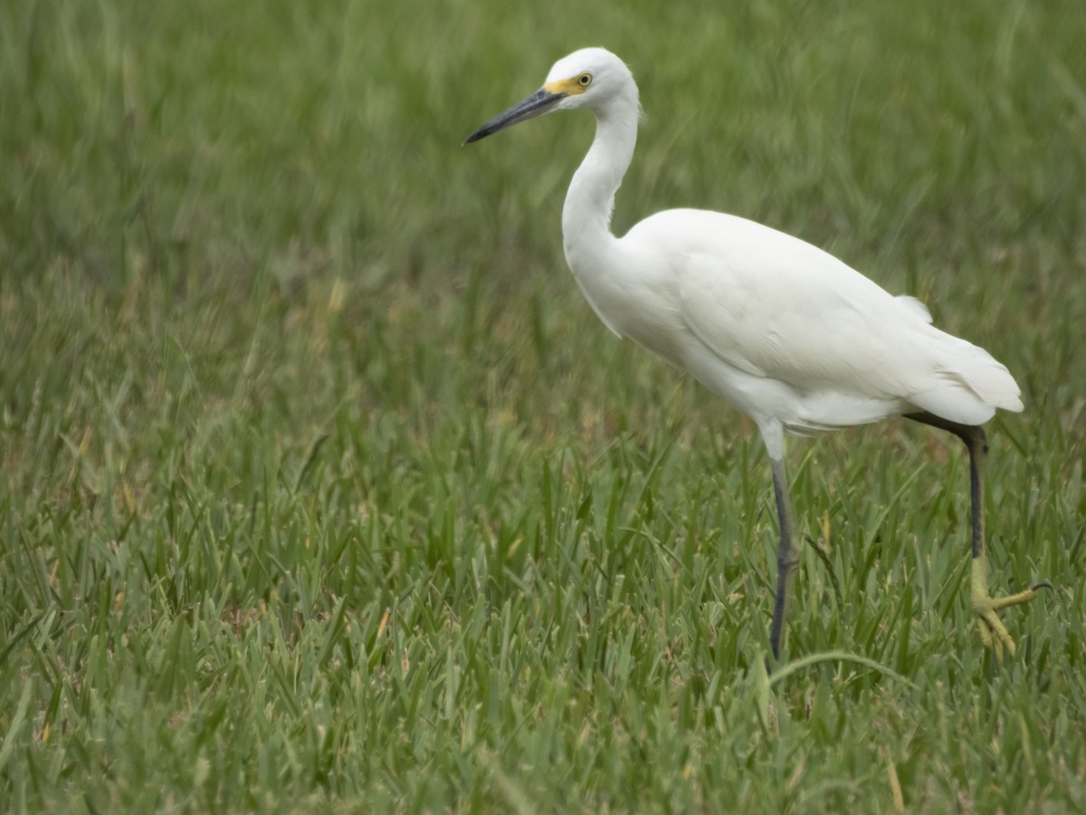 Snowy Egret - ML640494497
