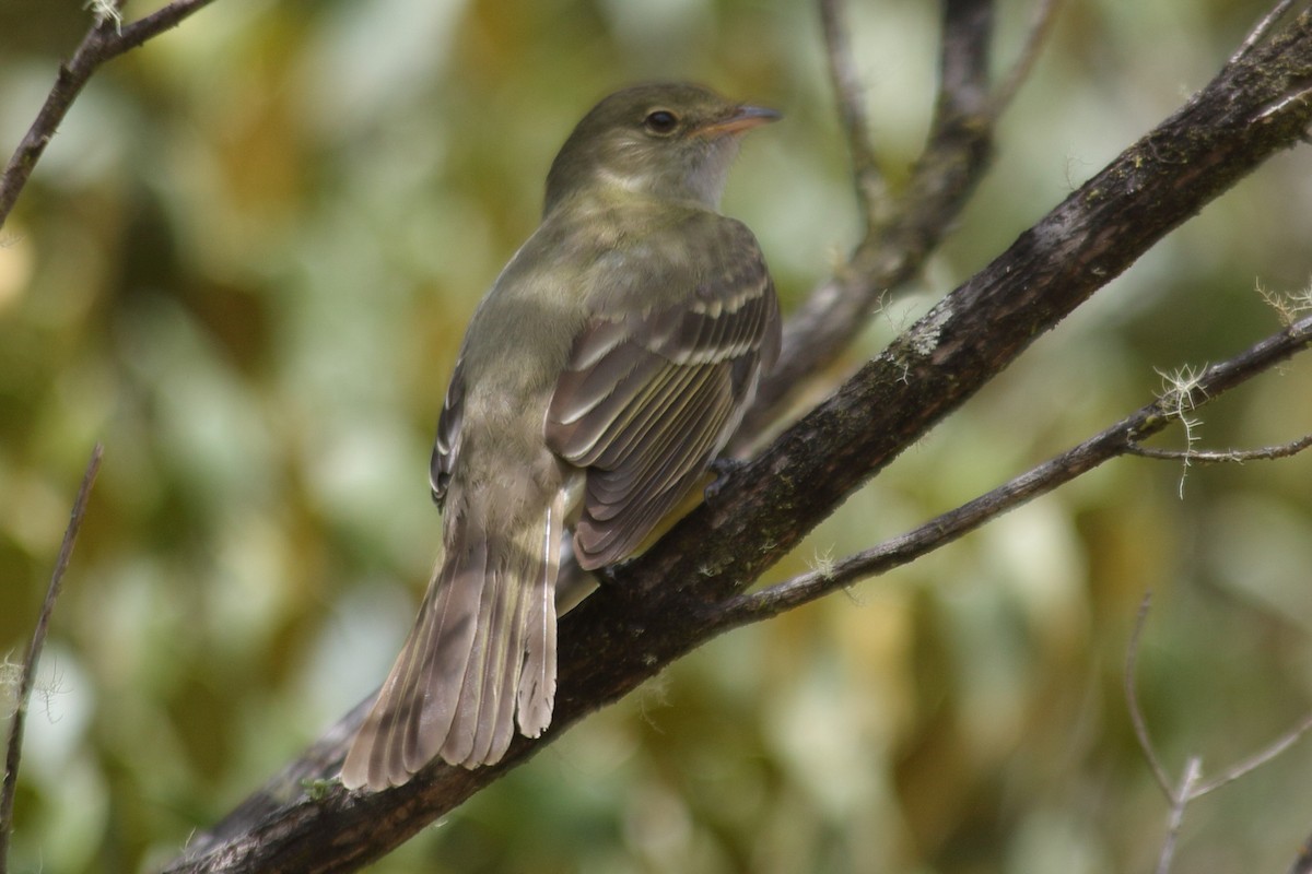Olivaceous Elaenia - ML640494513