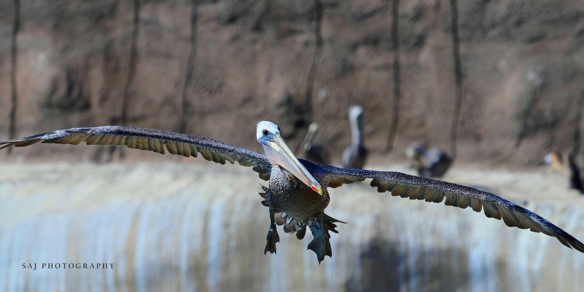 Brown Pelican - ML640494634