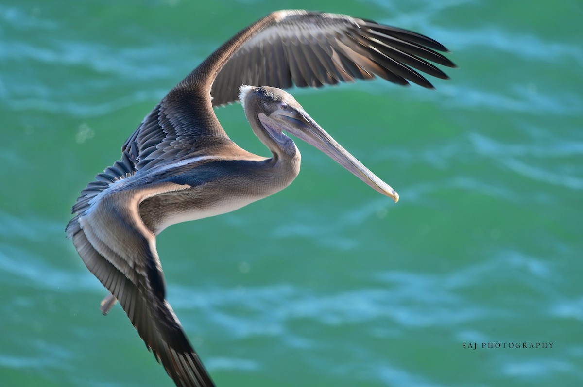 Brown Pelican - ML640494636