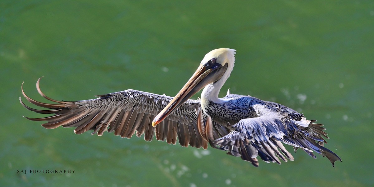 Brown Pelican - ML640494637