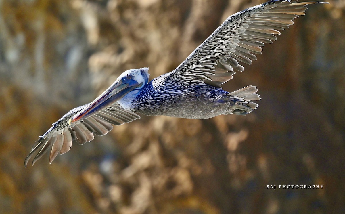 Brown Pelican - ML640494638