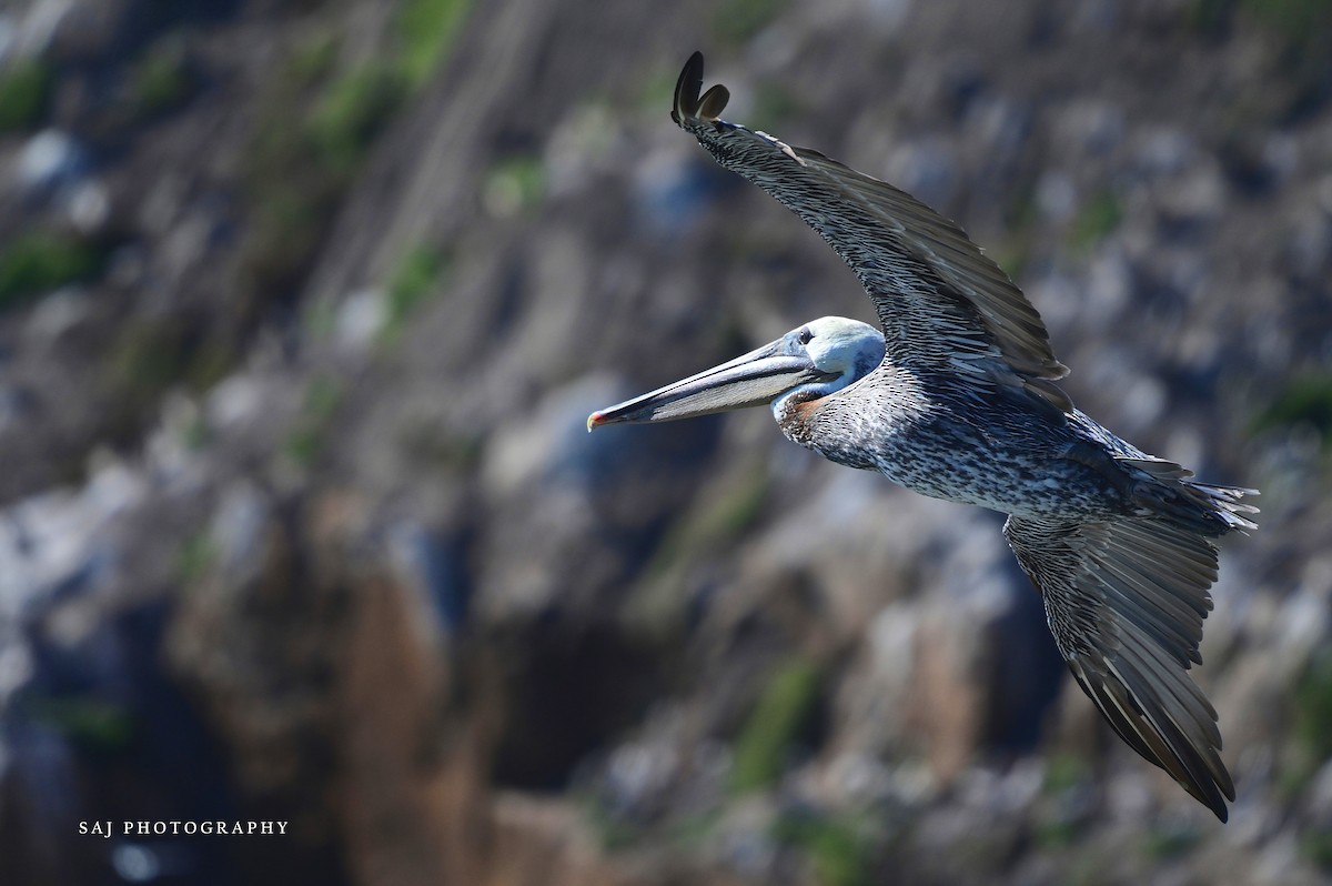 Brown Pelican - ML640494639