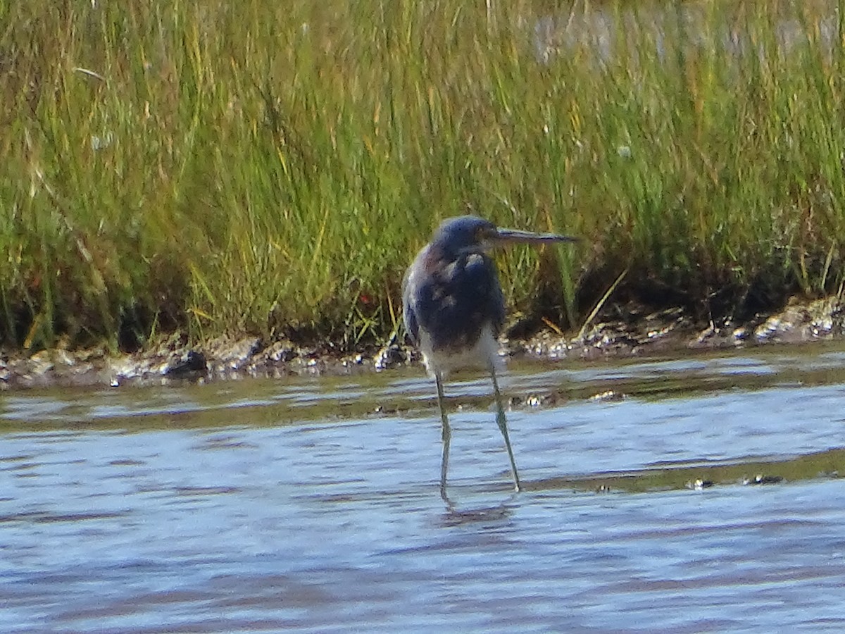 Tricolored Heron - ML640494669