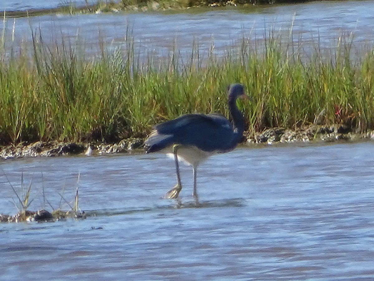 Tricolored Heron - ML640494678