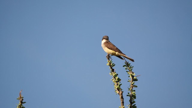 Thick-billed Kingbird - ML640494714