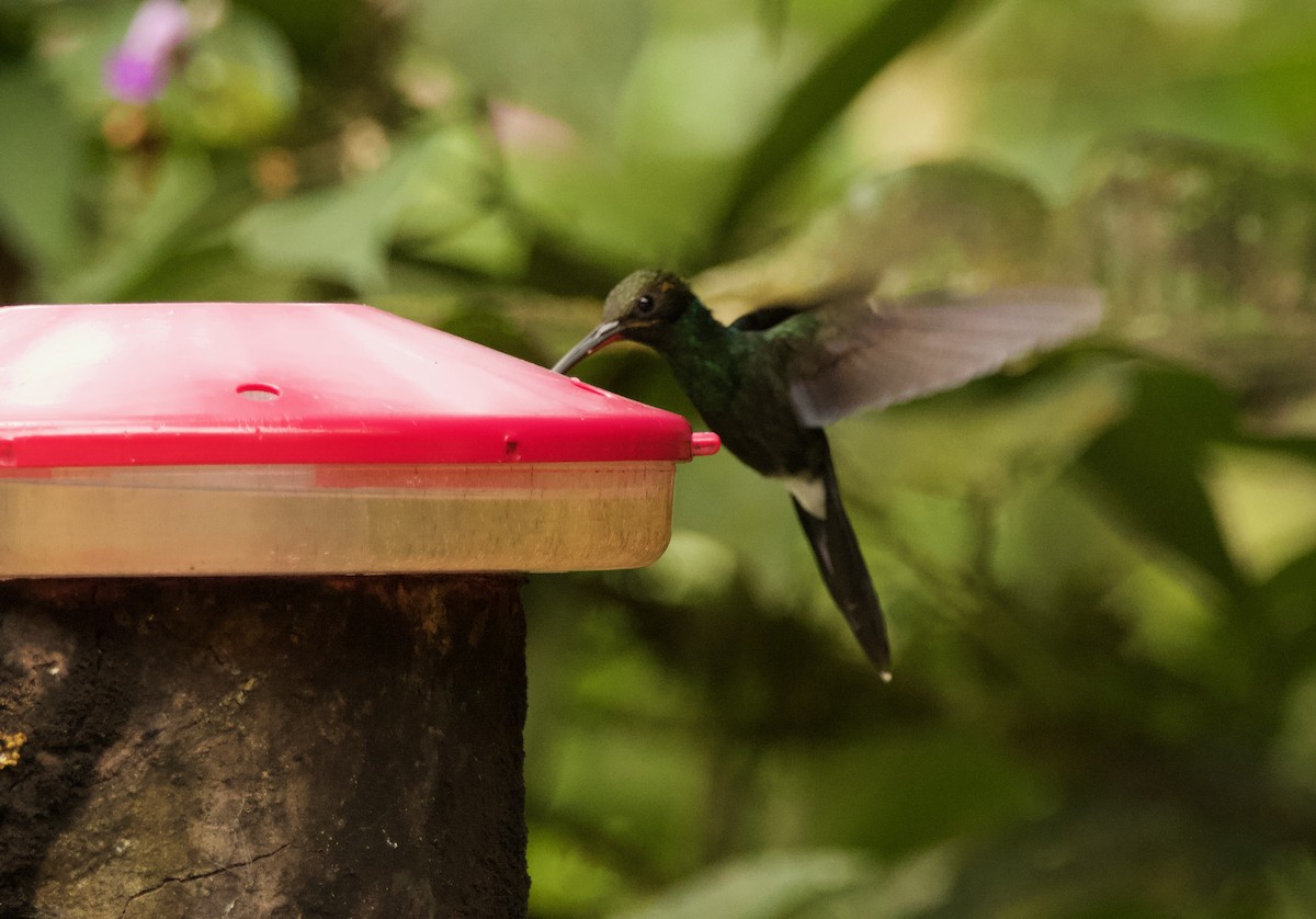 Smaragdschattenkolibri - ML640494717