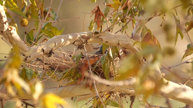 Thick-billed Kingbird - ML640494718