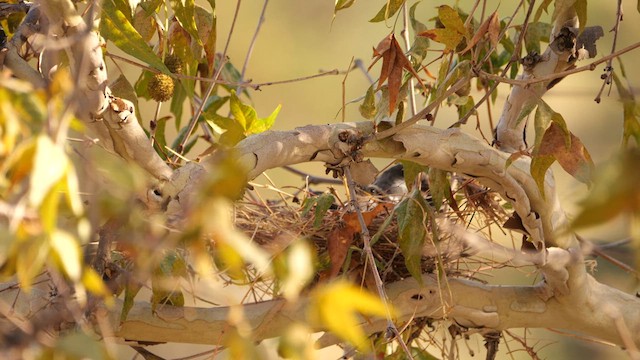 Thick-billed Kingbird - ML640494719