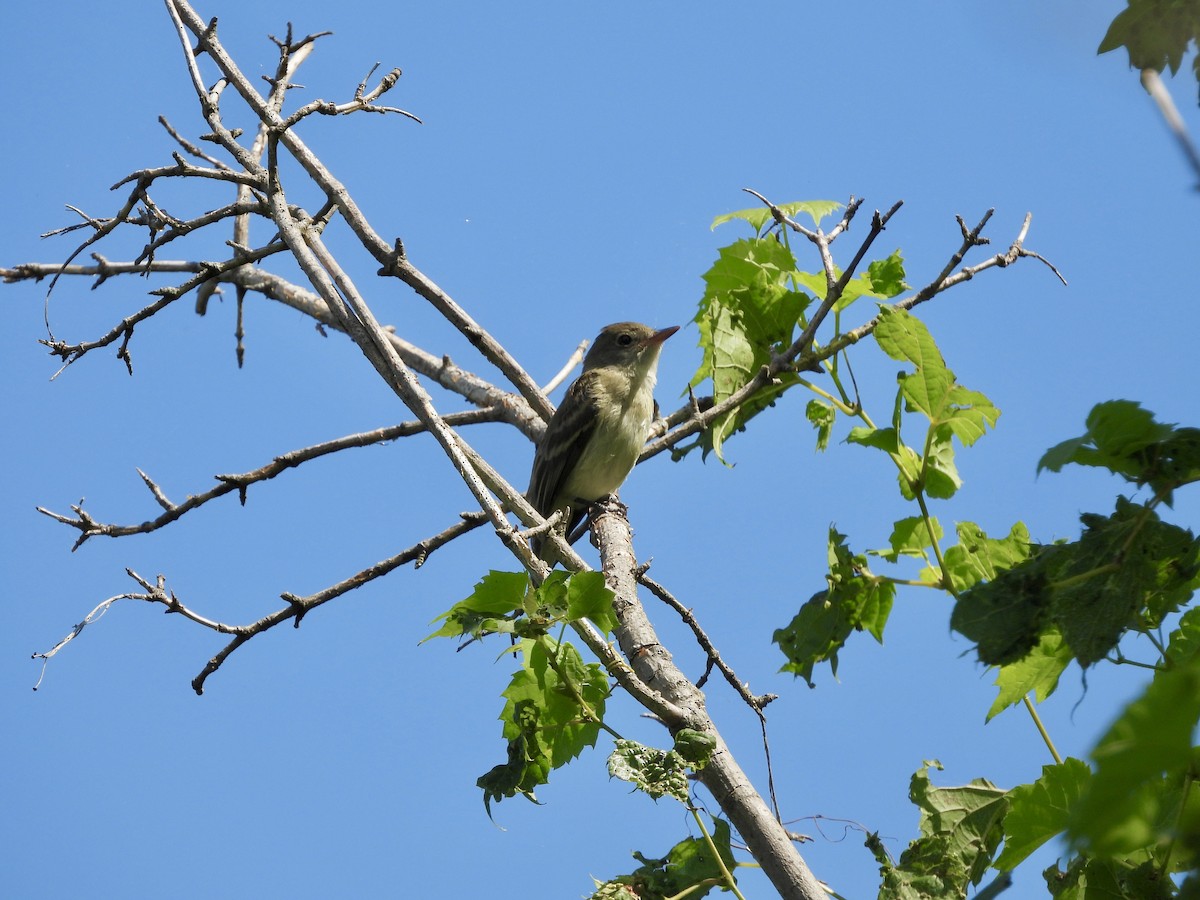 Willow Flycatcher - ML640494720