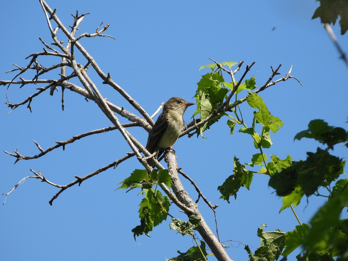 Willow Flycatcher - ML640494721
