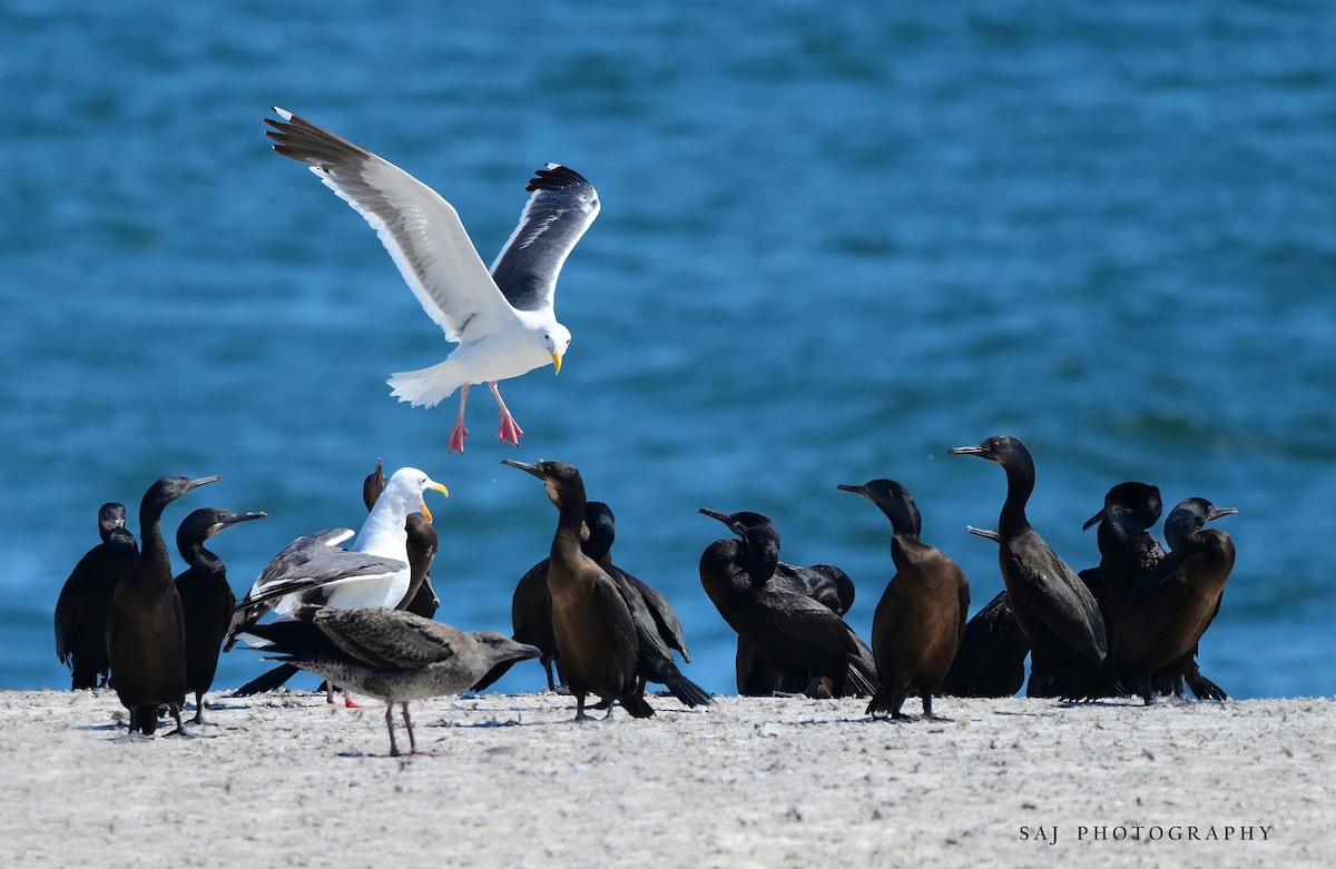 Brandt's Cormorant - ML640494724