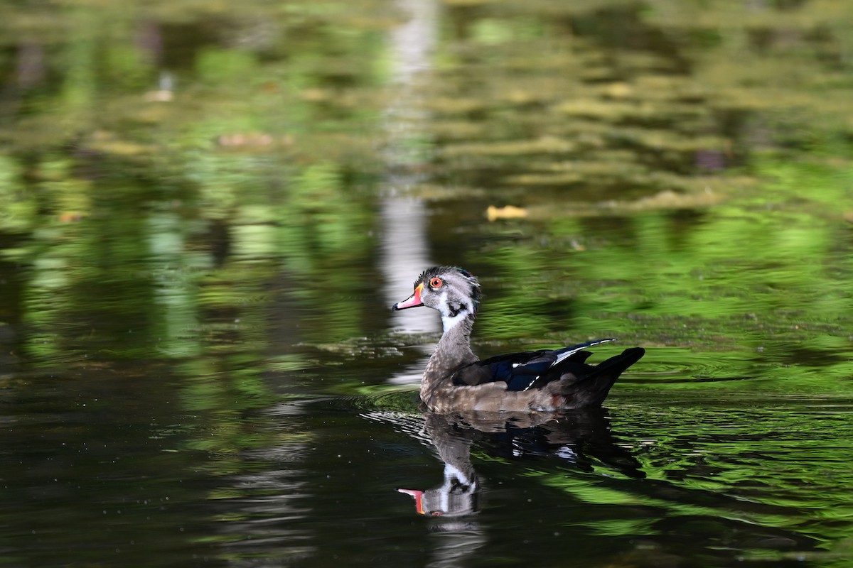 Canard branchu - ML640494740
