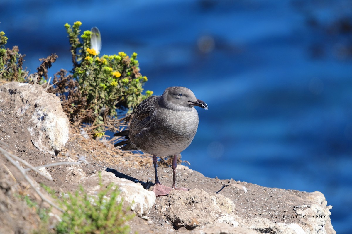 Western Gull - ML640494744