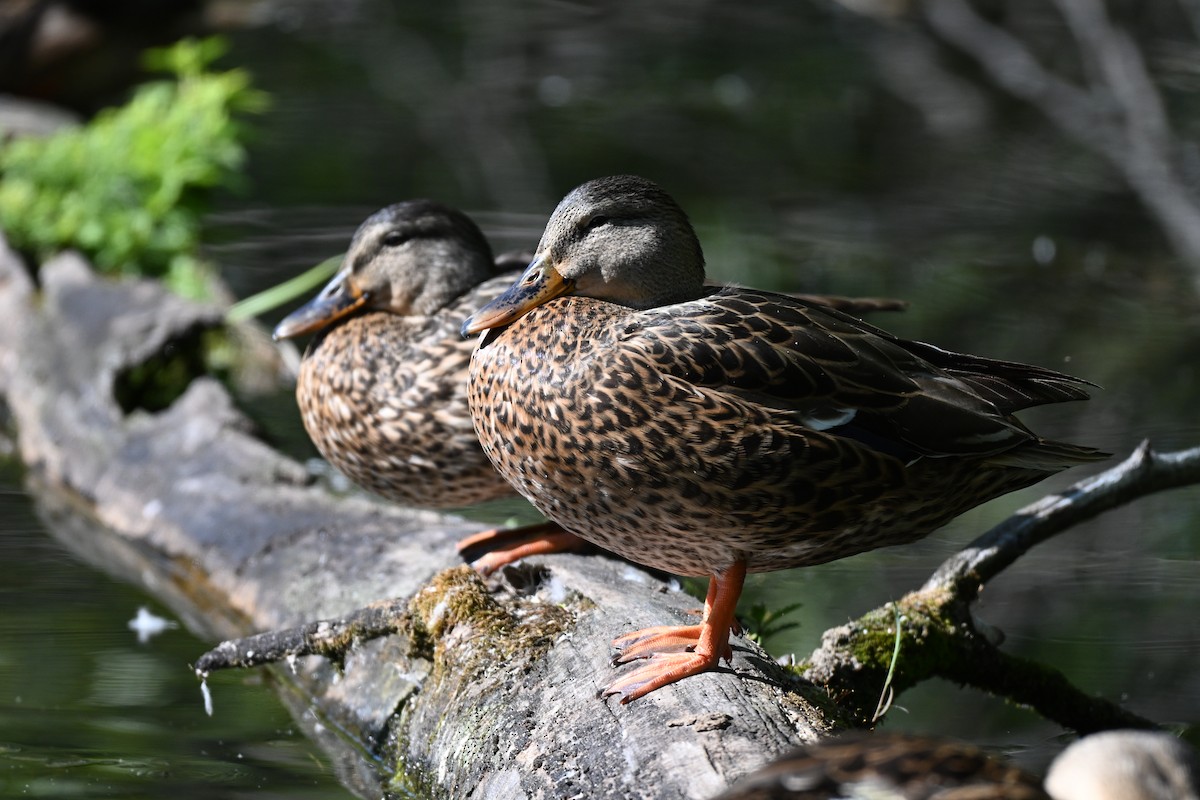 Canard colvert - ML640494833