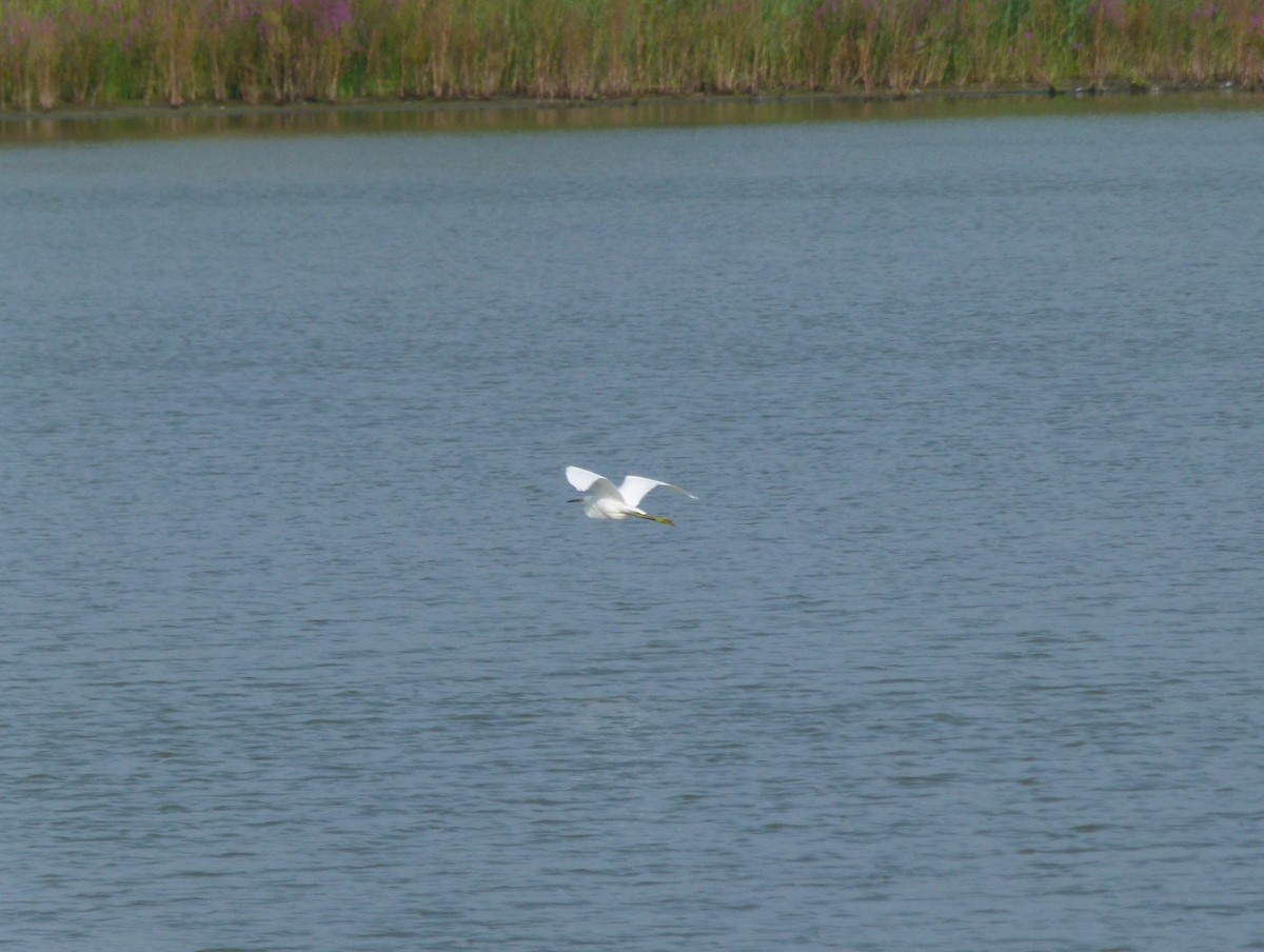 Snowy Egret - ML640494907