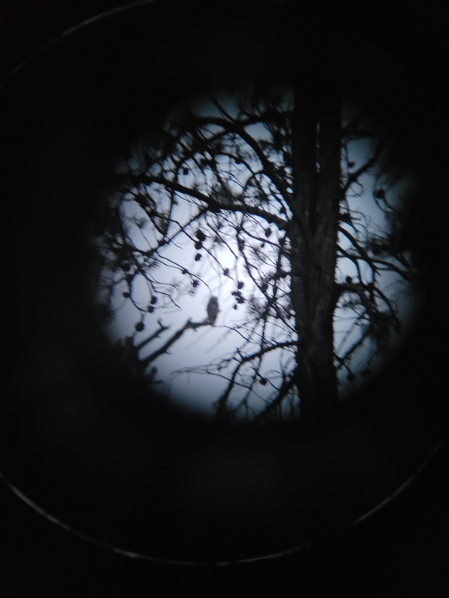 Great Horned Owl - ML640494908