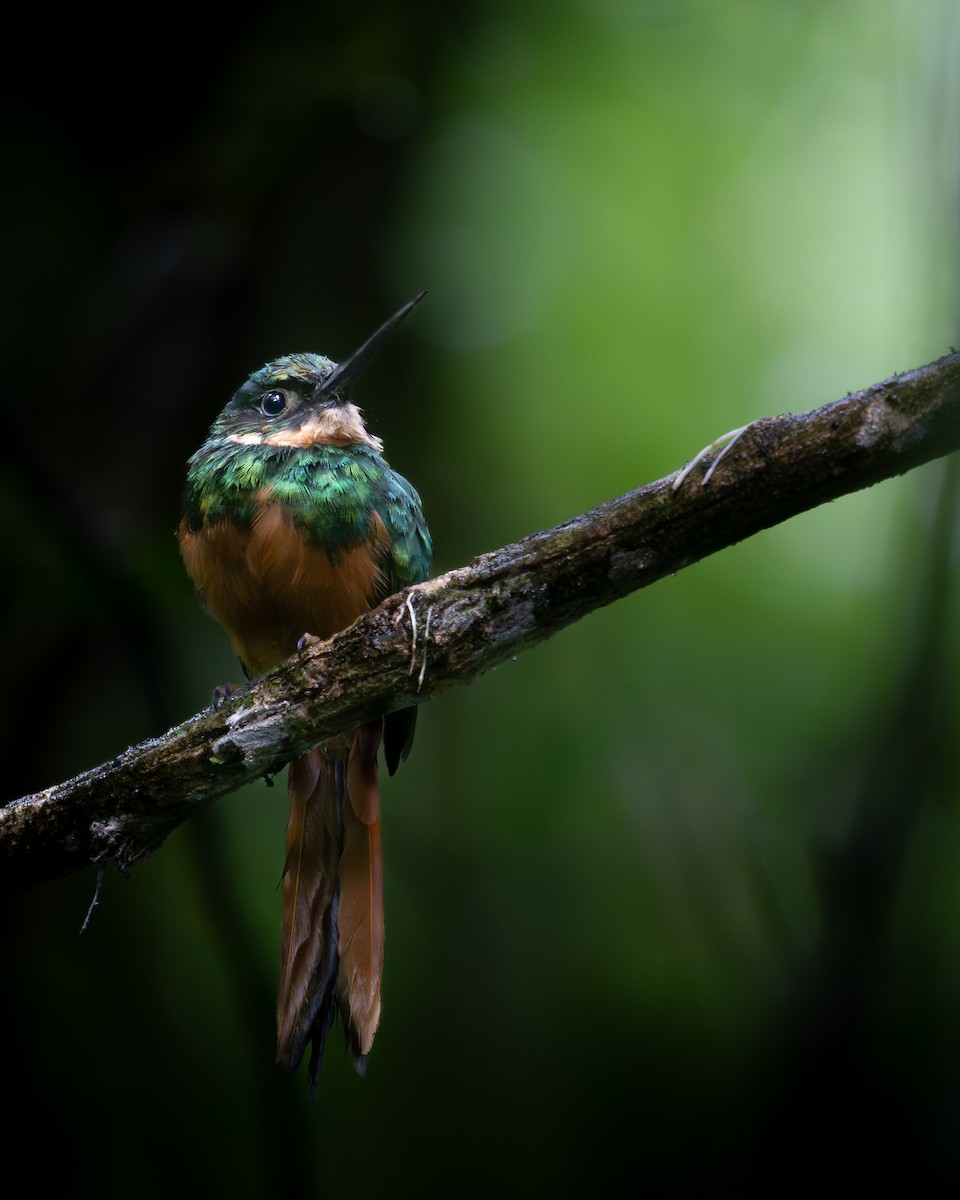 Rufous-tailed Jacamar - ML640494957