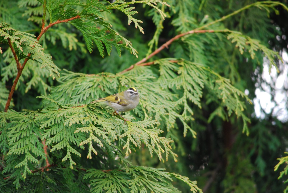 Roitelet à couronne dorée - ML640495003
