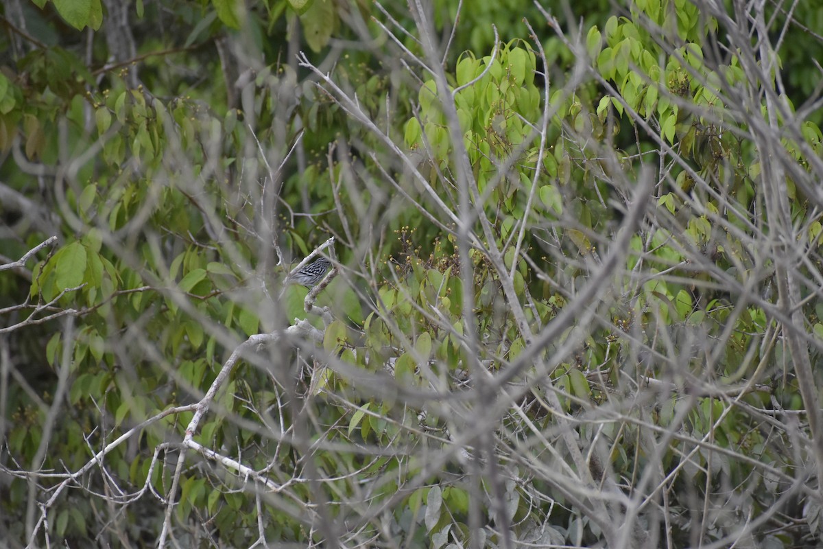 Amazonian Streaked-Antwren - ML640495044