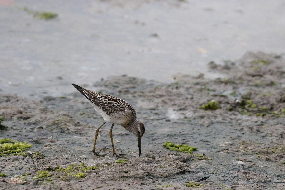 jespák dlouhonohý - ML640495085