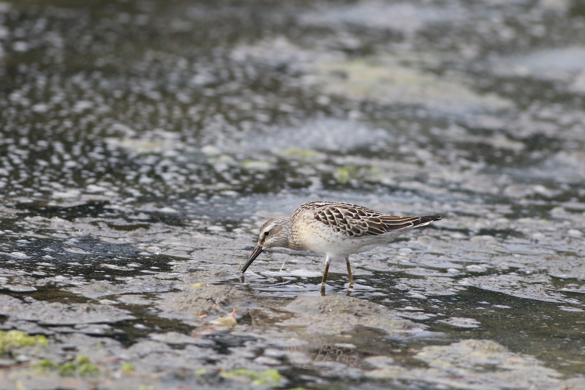 jespák dlouhonohý - ML640495086