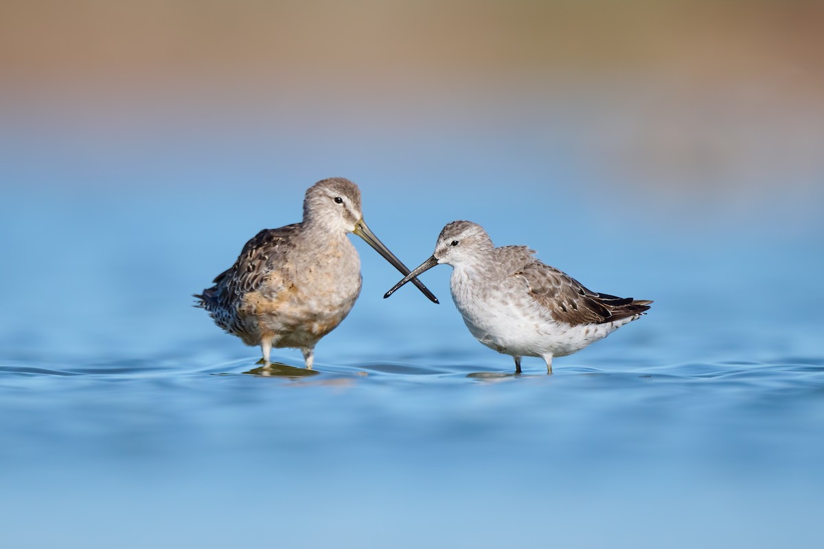 Stilt Sandpiper - ML640495144