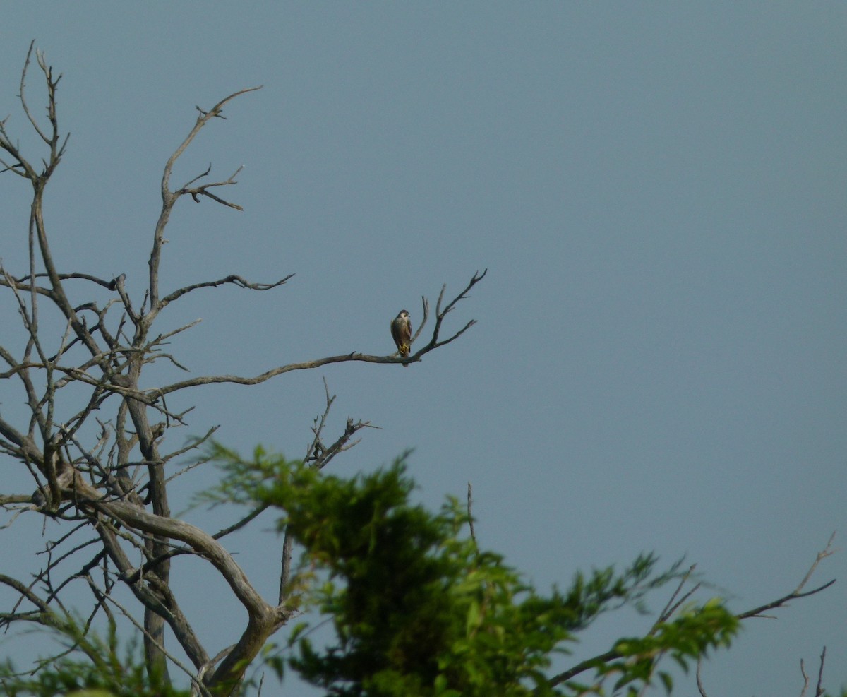 Эгэл шонхор - ML640495179