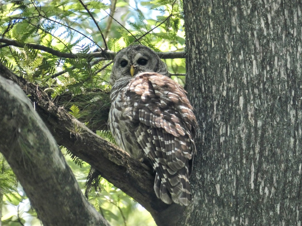 Barred Owl - ML640495186