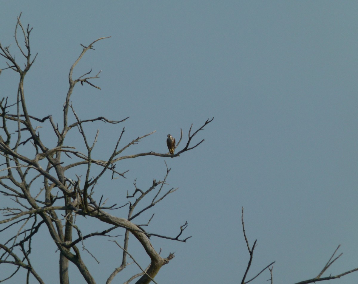 Эгэл шонхор - ML640495237