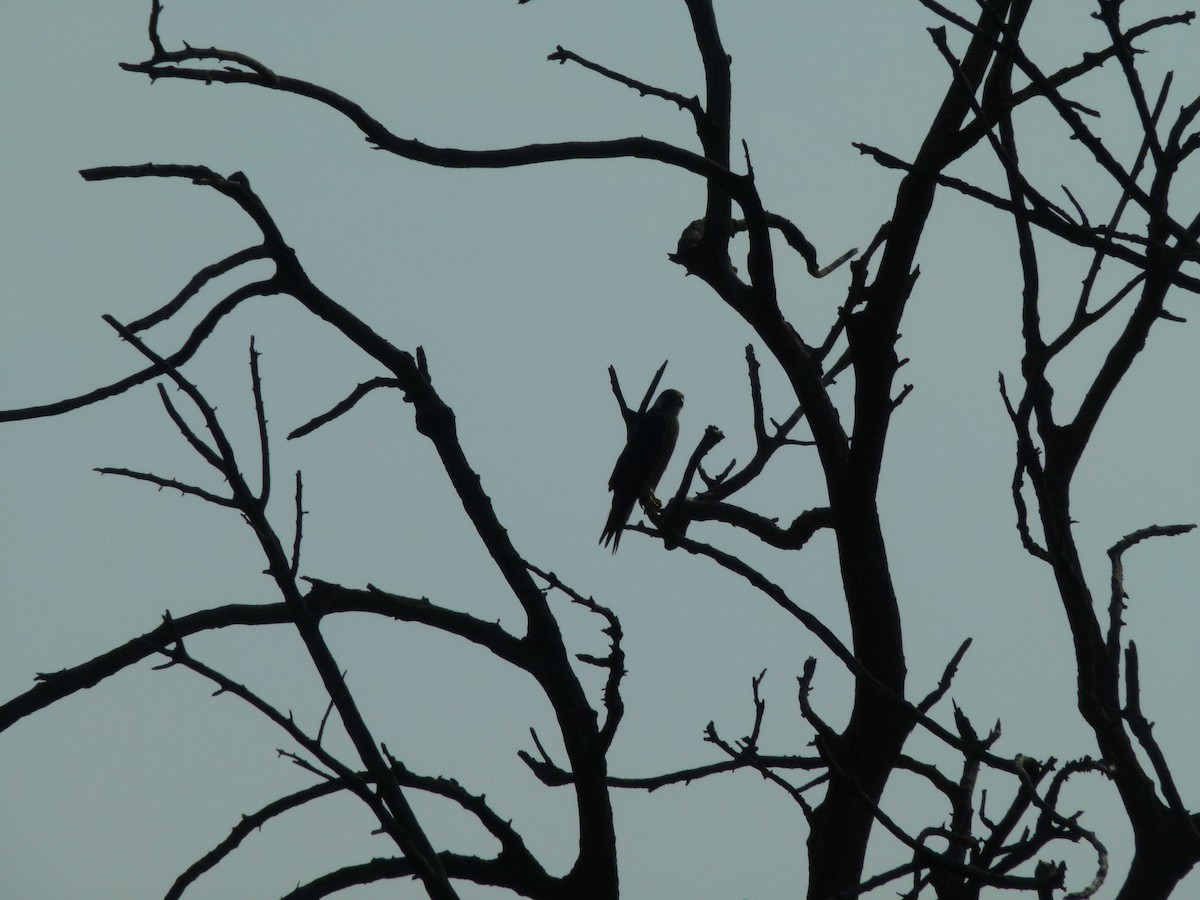 Эгэл шонхор - ML640495248