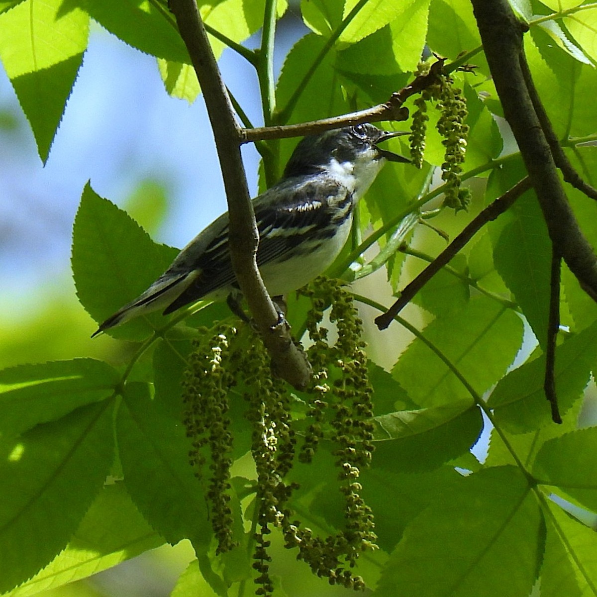 Cerulean Warbler - ML640495256