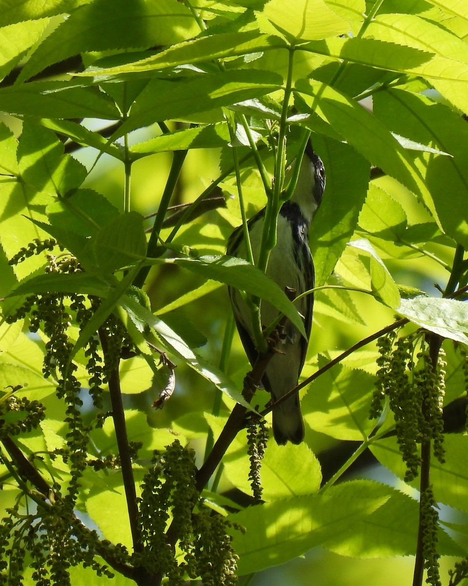 Cerulean Warbler - ML640495257