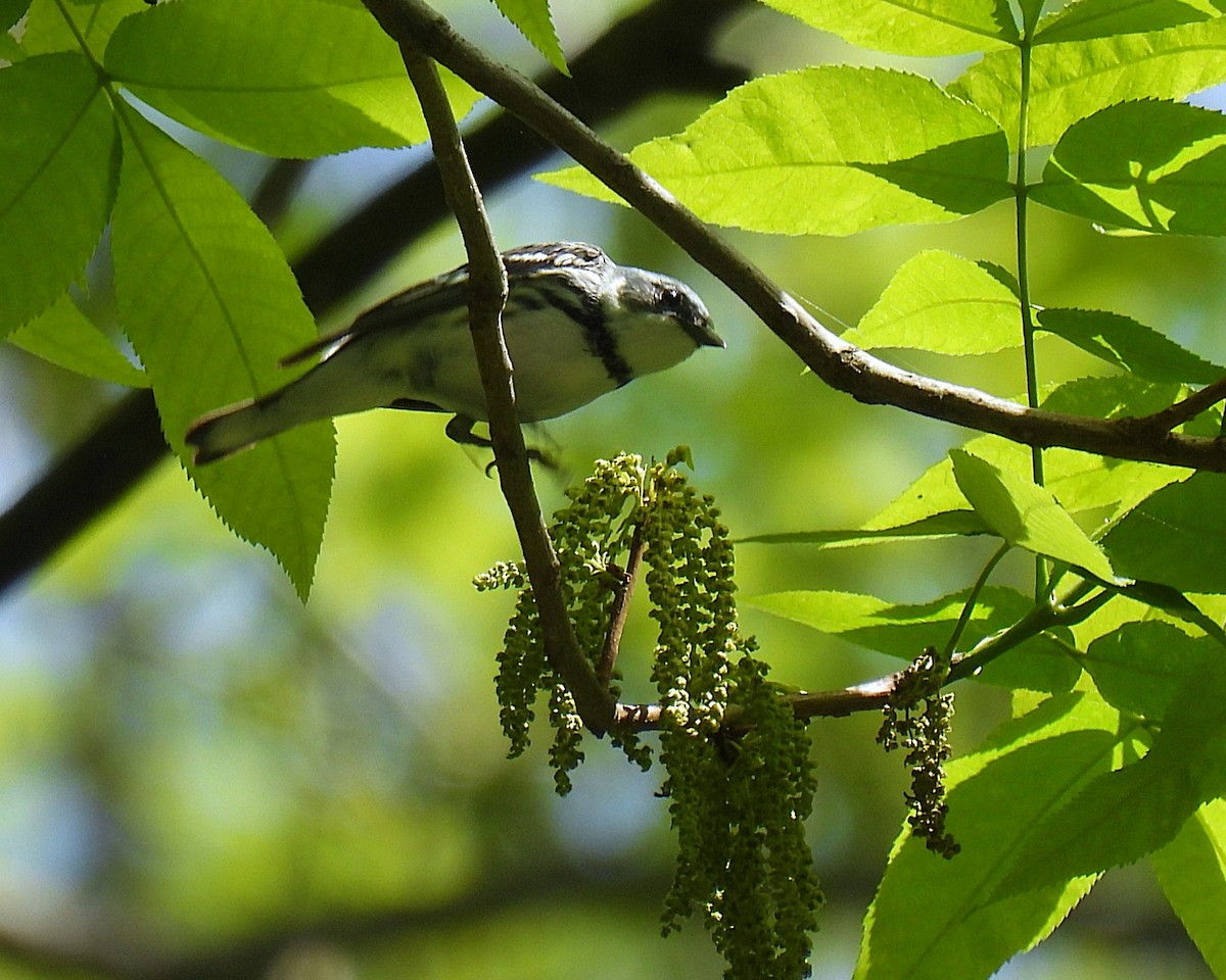 Cerulean Warbler - ML640495258