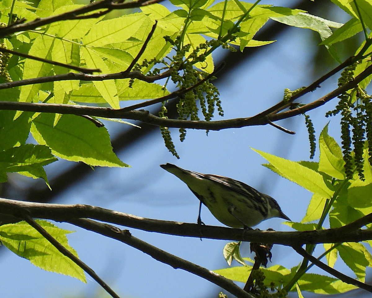 Cerulean Warbler - ML640495259
