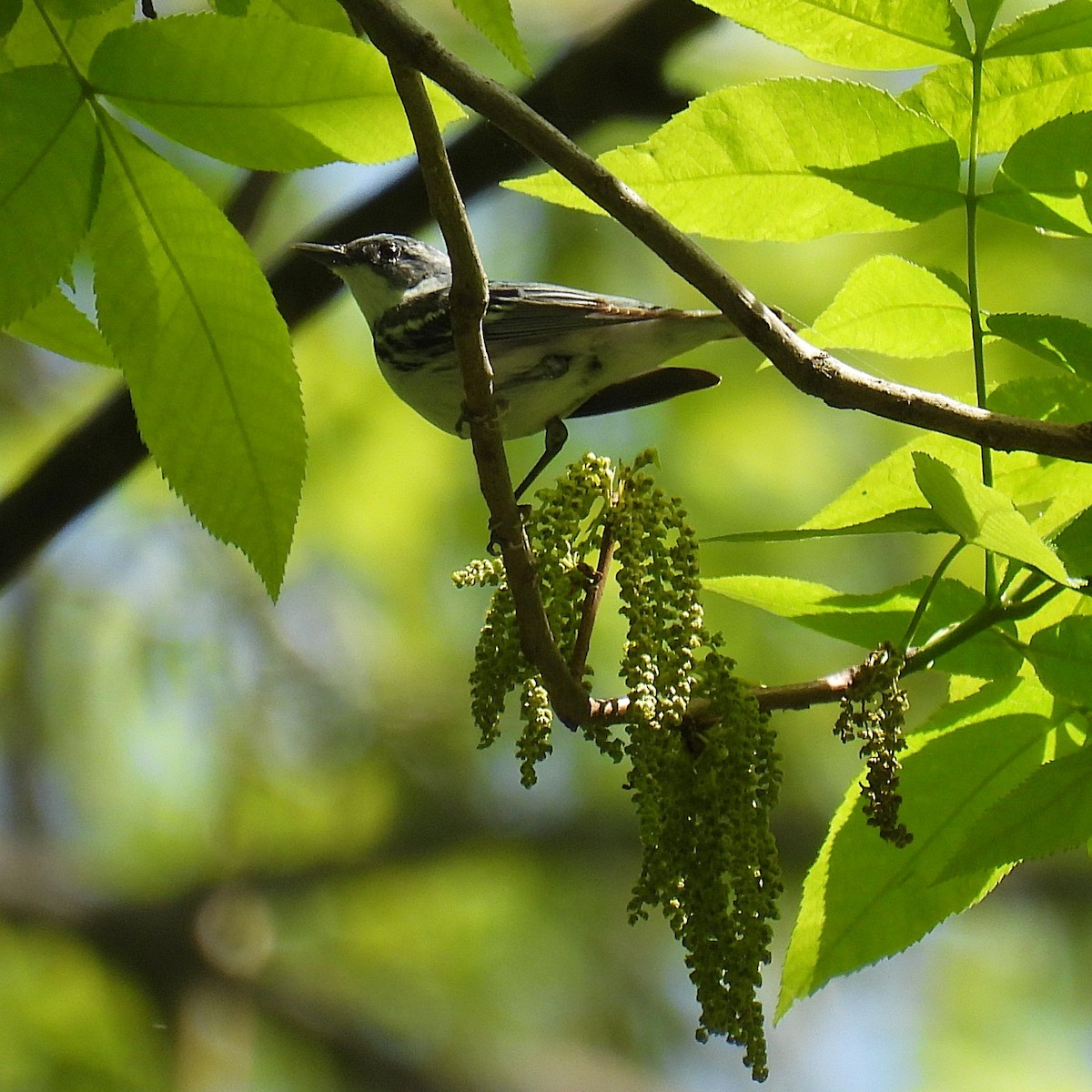 Cerulean Warbler - ML640495260