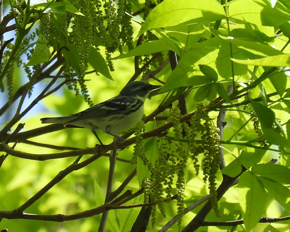 Cerulean Warbler - ML640495261