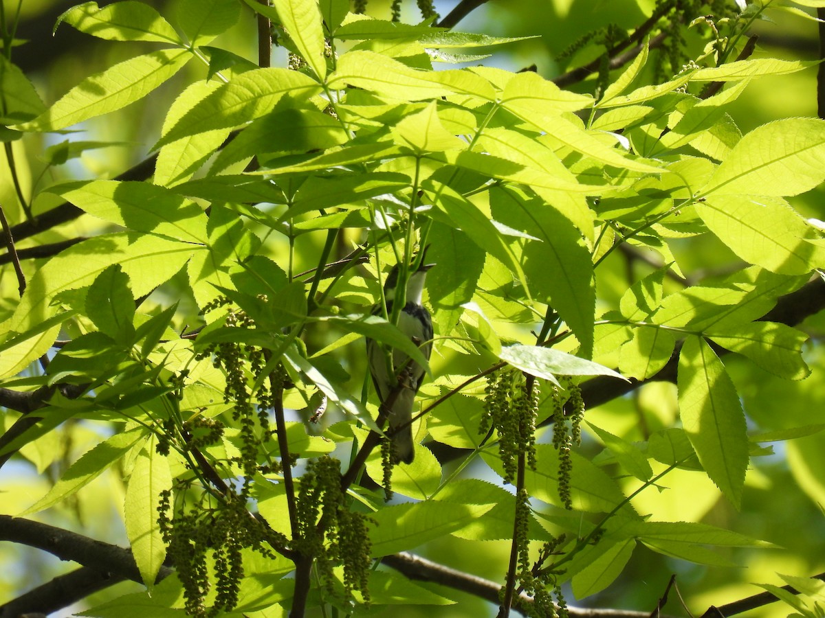 Cerulean Warbler - ML640495262
