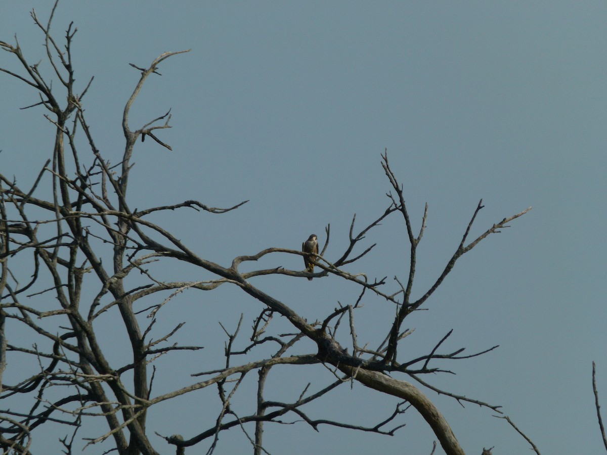 Эгэл шонхор - ML640495271