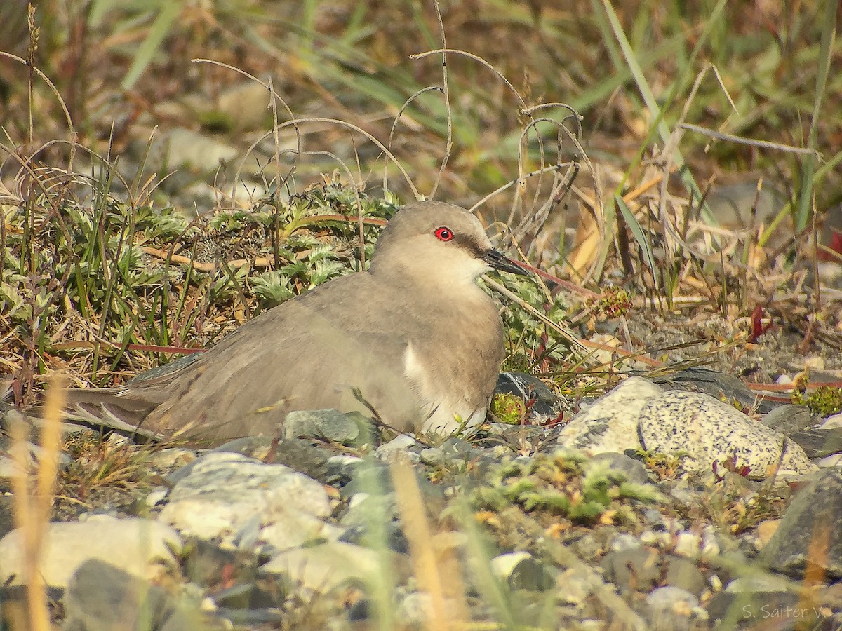 Magellanic Plover - ML640495274