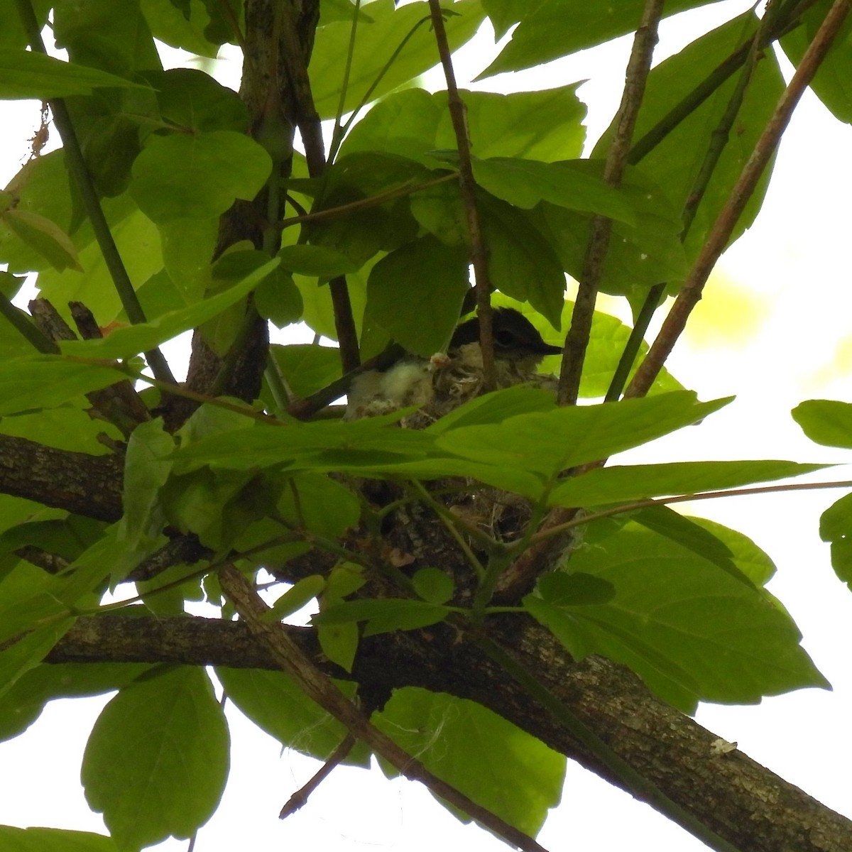 American Redstart - ML640495344