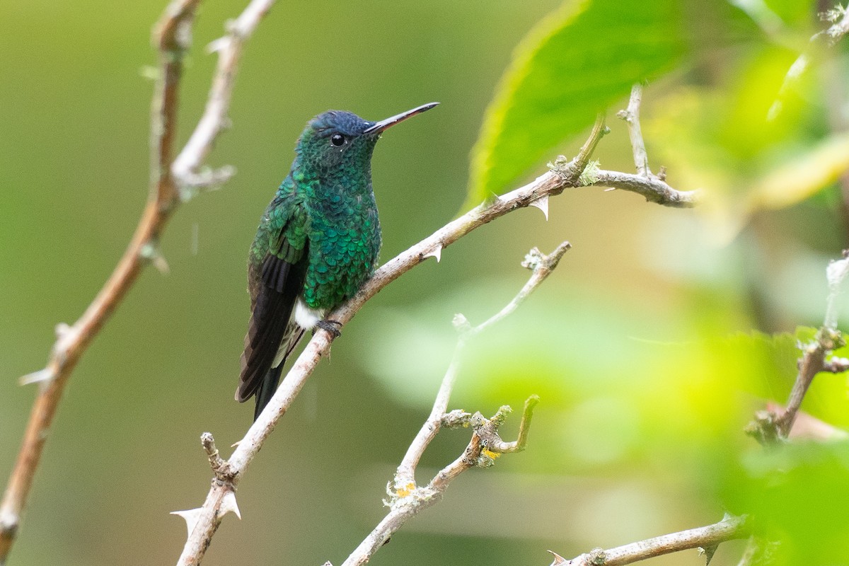 Indigo-capped Hummingbird - ML640495472